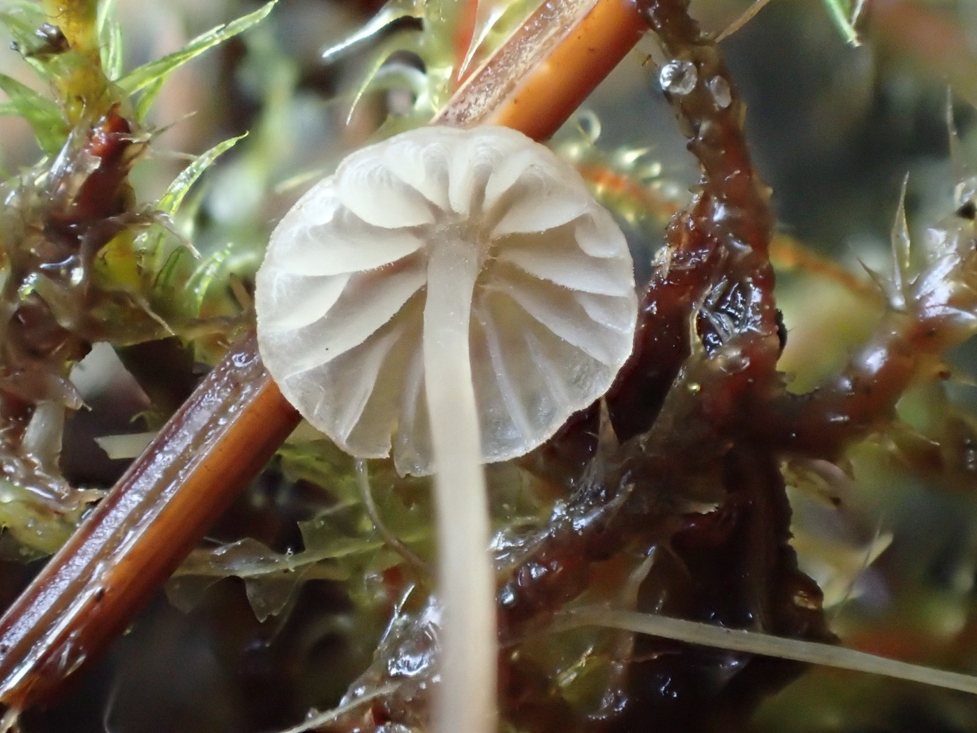 Photo © Sarah Ebdon Mycena dasypus by Sarah Ebdon